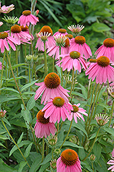 Kim's Knee High Coneflower (Echinacea 'Kim's Knee High') at Lakeshore Garden Centres