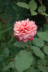 Monsieur Tillier Rose (Rosa 'Monsieur Tillier') at Lakeshore Garden Centres