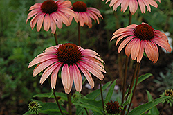 Big Sky Summer Sky Coneflower (Echinacea 'Big Sky Summer Sky') at Lakeshore Garden Centres