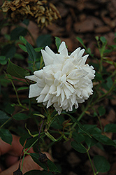 Stardust Rose (Rosa 'Stardust') at Lakeshore Garden Centres