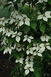 Evergreen Chinese Dogwood (Cornus kousa 'var. angustata') at Lakeshore Garden Centres