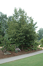 Evelyn Hedge Maple (Acer campestre 'Evelyn') at Lakeshore Garden Centres
