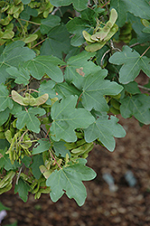 Evelyn Hedge Maple (Acer campestre 'Evelyn') at Lakeshore Garden Centres
