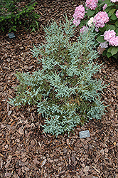 Chinese Silver Flaky Juniper (Juniperus squamata 'Chinese Silver') at Lakeshore Garden Centres