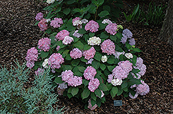 Pink Beauty Hydrangea (Hydrangea macrophylla 'Pink Beauty') at Lakeshore Garden Centres