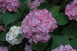 Pink Beauty Hydrangea (Hydrangea macrophylla 'Pink Beauty') at Lakeshore Garden Centres