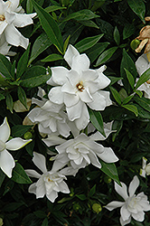 Frost Proof Hardy Gardenia (Gardenia jasminoides 'Frost Proof') at Lakeshore Garden Centres