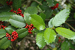 Emily Brunner Holly (Ilex 'Emily Brunner') at Lakeshore Garden Centres