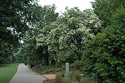 Evergreen Chinese Dogwood (Cornus kousa 'var. angustata') at Lakeshore Garden Centres