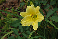 Moontraveler Daylily (Hemerocallis 'Moontraveler') at Lakeshore Garden Centres