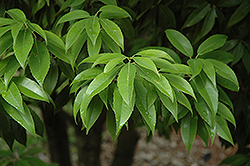 Myrtle Oak (Quercus myrtifolia) at Lakeshore Garden Centres