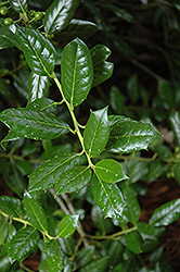 Nellie R. Stevens Holly (Ilex 'Nellie R. Stevens') at Lakeshore Garden Centres