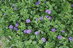 Miniature Morning Glory (Convolvulus sabatius) at Lakeshore Garden Centres