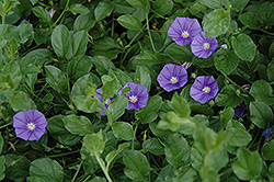 Miniature Morning Glory (Convolvulus sabatius) at Lakeshore Garden Centres