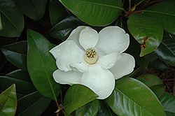 Claudia Wannamaker Southern Magnolia (Magnolia grandiflora 'Claudia Wannamaker') at Lakeshore Garden Centres