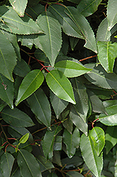 Portugal Laurel (Prunus lusitanica) at Lakeshore Garden Centres