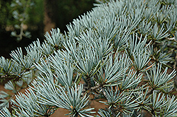 Sander's Blue Deodar Cedar (Cedrus deodara 'Sander's Blue') at Lakeshore Garden Centres