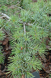 Gold Cascade Deodar Cedar (Cedrus deodara 'Gold Cascade') at Lakeshore Garden Centres