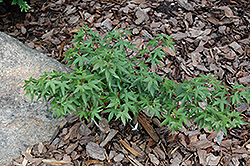 Shishio Hime Japanese Maple (Acer palmatum 'Shishio Hime') at Lakeshore Garden Centres