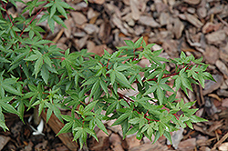 Shishio Hime Japanese Maple (Acer palmatum 'Shishio Hime') at Lakeshore Garden Centres