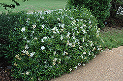 Radicans Miniature Gardenia (Gardenia jasminoides 'Radicans') at Lakeshore Garden Centres