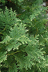 Snowtip Arborvitae (Thuja occidentalis 'Snowtip') at Lakeshore Garden Centres
