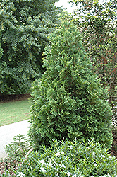 Snowtip Arborvitae (Thuja occidentalis 'Snowtip') at Lakeshore Garden Centres