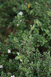 Pink Mountain Serissa (Serissa japonica 'Pink Mountain') at Lakeshore Garden Centres