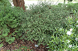 Pink Mountain Serissa (Serissa japonica 'Pink Mountain') at Lakeshore Garden Centres