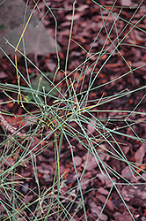 Aobo Threadleaf Nandina (Nandina domestica 'Aobo') at Lakeshore Garden Centres