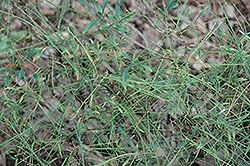 Ori Zuru Threadleaf Nandina (Nandina domestica 'Ori Zuru') at Lakeshore Garden Centres