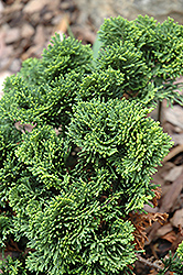 Contorta Hinoki Falsecypress (Chamaecyparis obtusa 'Contorta') at Lakeshore Garden Centres