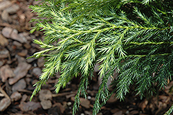 Golden Vietnamese Cypress (Xanthocyparis vietnamensis) at Lakeshore Garden Centres