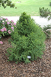 Pom Pom Japanese Cedar (Cryptomeria japonica 'Pom Pom') at Lakeshore Garden Centres