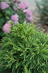 Pom Pom Japanese Cedar (Cryptomeria japonica 'Pom Pom') at Lakeshore Garden Centres