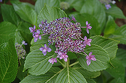 Izu No Hana Hydrangea (Hydrangea macrophylla 'Izu No Hana') at Lakeshore Garden Centres