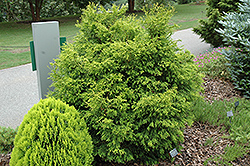 Lemon Twist Hinoki Falsecypress (Chamaecyparis obtusa 'Lemon Twist') at Lakeshore Garden Centres
