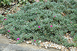 Shrubby Ice Plant (Ruschia pulvinaris) at Lakeshore Garden Centres