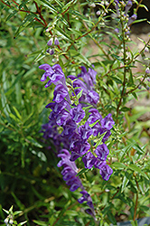 Baikal Skullcap (Scutellaria baicalensis) at Lakeshore Garden Centres