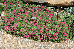Texas Rose Pink Skullcap (Scutellaria suffrutescens 'Texas Rose') at Lakeshore Garden Centres