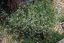 Sea Heath (Frankenia laevis) at Lakeshore Garden Centres