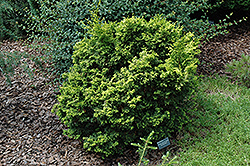 Kanaamihiba Hinoki Falsecypress (Chamaecyparis obtusa 'Kanaamihiba') at Lakeshore Garden Centres