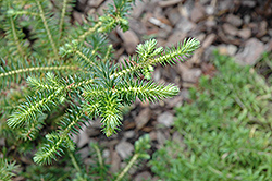 Little Leo Dwarf Chinese Fir (Cunninghamia konishii 'Little Leo') at Lakeshore Garden Centres