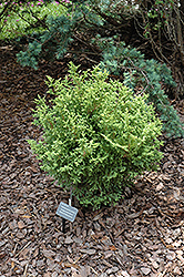 Juniperoides Aurea Falsecypress (Chamaecyparis pisifera 'Juniperoides Aurea') at Lakeshore Garden Centres