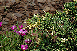 Parson's Variegated Juniper (Juniperus davurica 'Expansa Variegata') at Lakeshore Garden Centres
