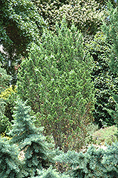 Meth Dwarf Whitecedar (Chamaecyparis thyoides 'Meth Dwarf') at Lakeshore Garden Centres