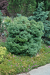 Mushroom Japanese Cedar (Cryptomeria japonica 'Mushroom') at Lakeshore Garden Centres