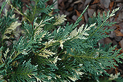 Sparkling Arrow Nootka Cypress (Chamaecyparis nootkatensis 'Sparkling Arrow') at Lakeshore Garden Centres