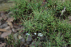Tandro Threadleaf Nandina (Nandina domestica 'Tandro') at Lakeshore Garden Centres
