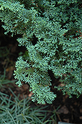 Split Rock Blue Hinoki Falsecypress (Chamaecyparis obtusa 'Split Rock') at Lakeshore Garden Centres